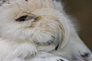 Snowy owl