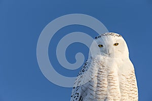 Snowy Owl with Copy Space