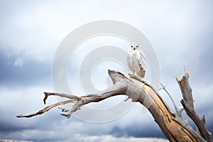 snowy owl on crooked branch with cloudy sky backdrop