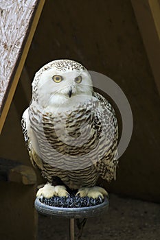 Snowy Owl