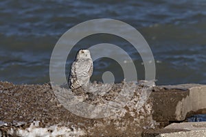 Snowy owl ear lake Michigan n Wisconsin