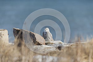 Snowy owl ear lake Michigan n Wisconsin