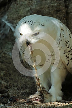 Snowy owl eating