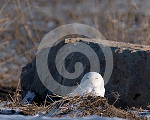 A snowy owl enjoys the sun in January