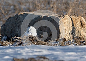 A snowy owl enjoys the sun in January