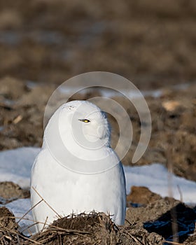 A snowy owl enjoys the sun in January