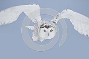 A Snowy owl female hunting over a snow covered field in winter in Canada