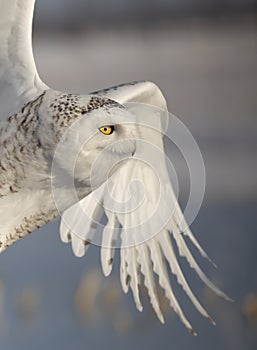 A Snowy owl female taking off in flight hunting over a snow covered field