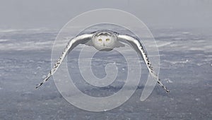 A Snowy owl female taking off in flight hunting over a snow covered field