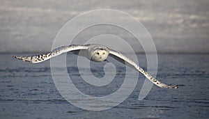 A Snowy owl female taking off in flight hunting over a snow covered field