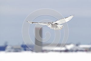 A Snowy owl female taking off in flight hunting over a snow covered field