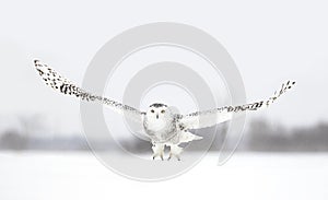 A Snowy owl female taking off in flight hunting over a snow covered field in Canada