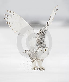 A Snowy owl female taking off in flight hunting over a snow covered field in Canada
