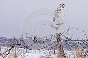 Snowy Owl on a fence