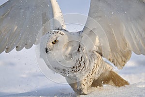 Snowy owl flap wings