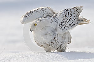 Snowy owl flap wings photo