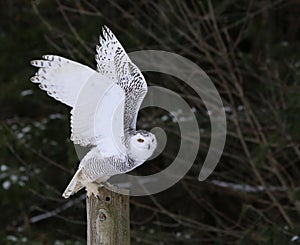 Snowy Owl Flapping it's Wings