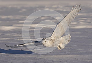 A Snowy owl flies low hunting over an open snowy field in winter in Ottawa, Canada