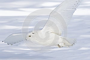 A Snowy owl flies low hunting over an open sunny snowy cornfield in Ottawa, Canada