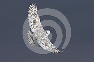 A Snowy owl flies low hunting over an open sunny snowy cornfield in Ottawa, Canada