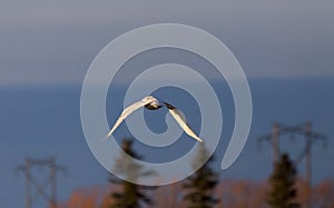 Snowy Owl in Flight