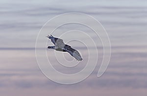 Snowy Owl in Flight