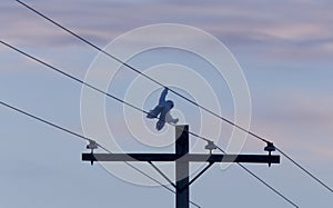 Snowy Owl in Flight