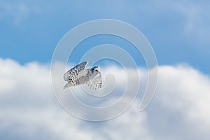 Snowy Owl Flight