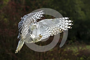 Snowy Owl in flight