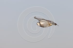 Snowy Owl in Flight