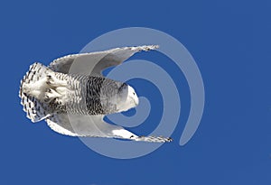 Snowy Owl in Flight