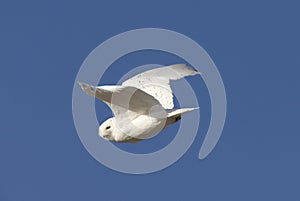 Snowy Owl in Flight