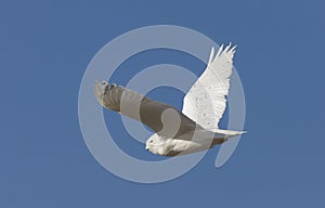 Snowy Owl in Flight