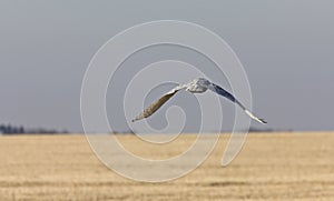 Snowy Owl in Flight