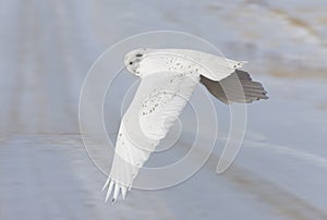 Snowy Owl in Flight