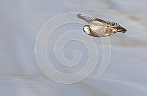 Snowy Owl in Flight