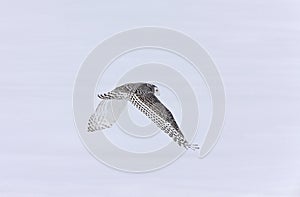 Snowy Owl in Flight