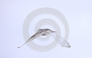 Snowy Owl in Flight