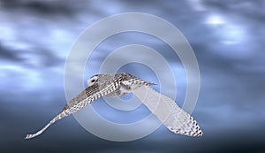 Snowy Owl in Flight