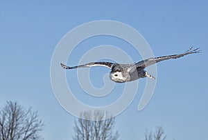 Snowy owl in flight