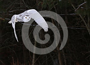 Snowy Owl in Flight