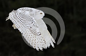 Snowy Owl in Flight