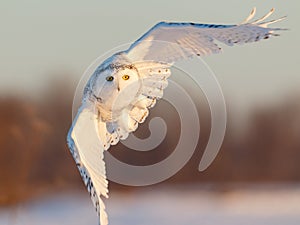 Snowy Owl in Flight