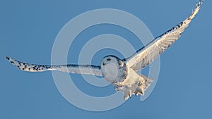 Snowy Owl in Flight