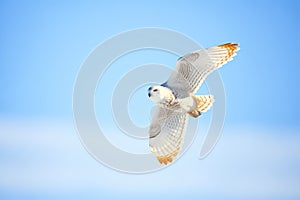 snowy owl in flight against a clear winter sky