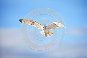 snowy owl in flight against a clear winter sky