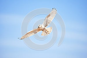 snowy owl in flight against a clear winter sky