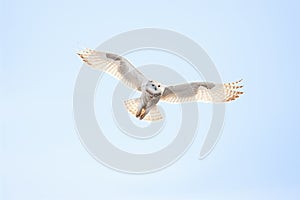 snowy owl in flight against a clear winter sky