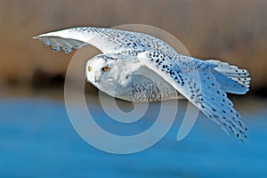 Snowy Owl