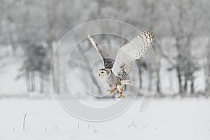 Snowy Owl in Flight over Snow Field